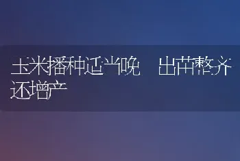 玉米播种适当晚 出苗整齐还增产