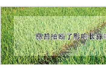 蒜苔抽断了影响长蒜吗