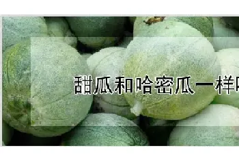 甜瓜和哈密瓜一样吗