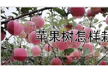 苹果树怎样栽