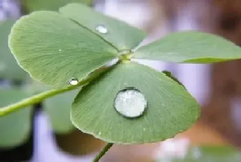 四叶草的寓意和象征风水,代表什么意思?