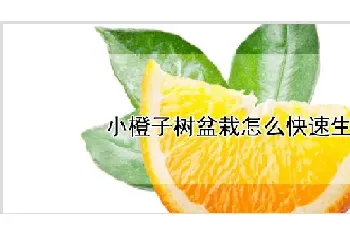 小橙子树盆栽怎么快速生长