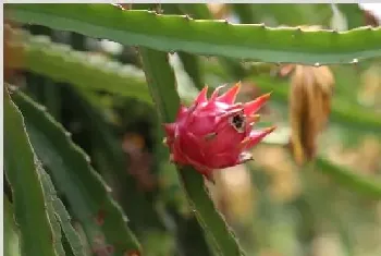 火龙果是仙人掌的果实吗