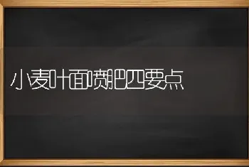 小麦叶面喷肥四要点