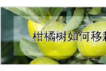 柑橘树如何移栽