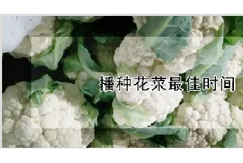 播种花菜最佳时间