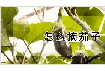 怎么摘茄子