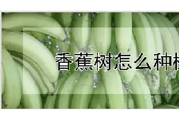 香蕉树怎么种植