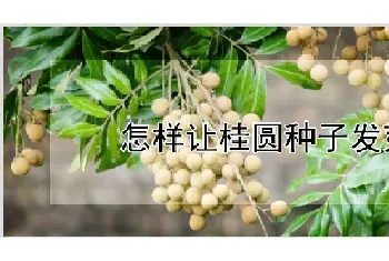 怎样让桂圆种子发芽