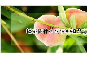 蟠桃树什么时候种植及方法