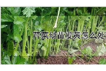 芹菜幼苗发黄怎么处理