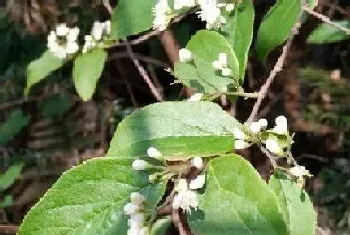 白芷是什么根系的植物?白芷形态特征与植物学史