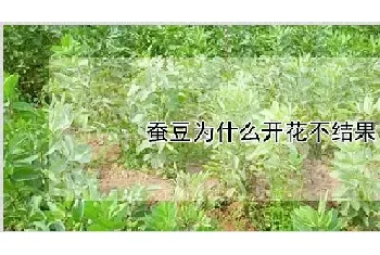 蚕豆为什么开花不结果