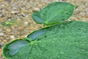 滴水观音会开花吗,开花的颜色与样子?