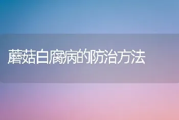 蘑菇白腐病的防治方法