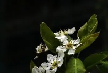 李树什么时候开花,开花季节是几月?