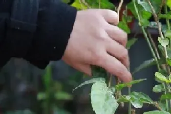 茉莉球怎么修剪方法?茉莉球修剪注意事项