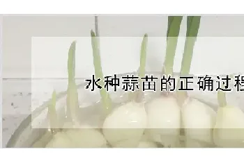 水种蒜苗的正确过程