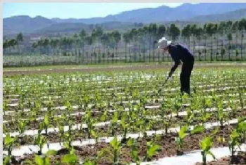 高产高质苞谷种植技巧方法