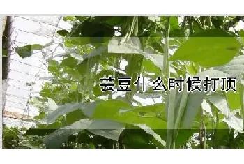 芸豆什么时候打顶