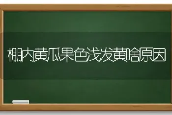 棚内黄瓜果色浅发黄啥原因