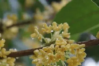 桂花怎么养才能开花?