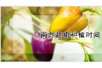 南方甜椒种植时间