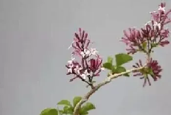 丁香花可以盆栽吗?