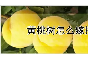 黄桃树怎么嫁接