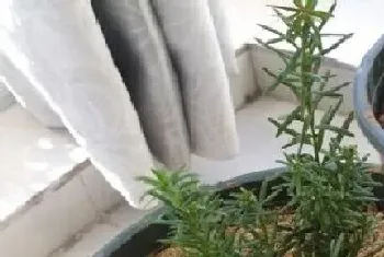 红豆杉是被子植物吗?红豆杉植物学介绍