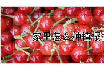 家里怎么种植樱桃