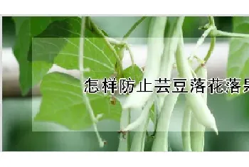 怎样防止芸豆落花落果