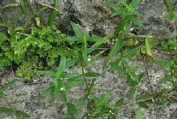 伞房花耳草和蛇舌草的区别?