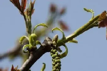 核桃树开花吗,种几年开花结果?