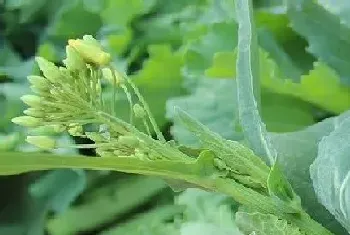 油菜是双子叶植物吗?