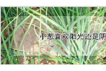 小葱喜欢阳光还是阴