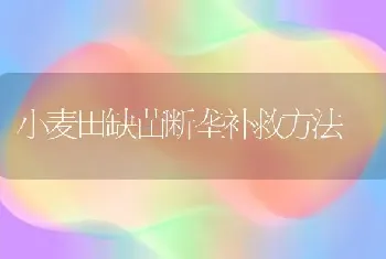 小麦田缺苗断垄补救方法