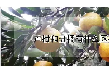 芦柑和丑橘有什么区别