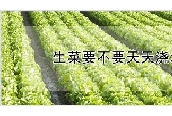 生菜要不要天天浇水