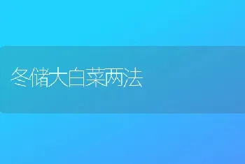 冬储大白菜两法