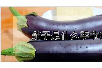 茄子是什么季节的