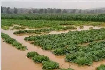 暴雨后蔬菜怎么护理