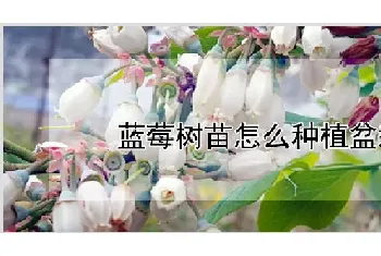 蓝莓树苗怎么种植盆栽