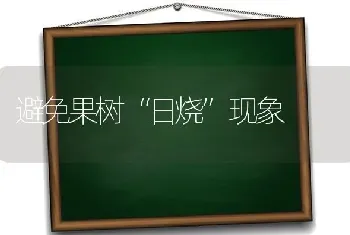 避免果树“日烧”现象