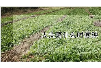 大头菜什么时候种