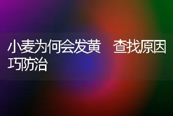 小麦为何会发黄 查找原因巧防治