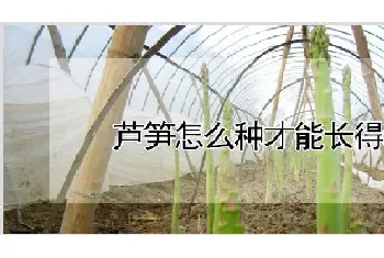 芦笋怎么种才能长得粗