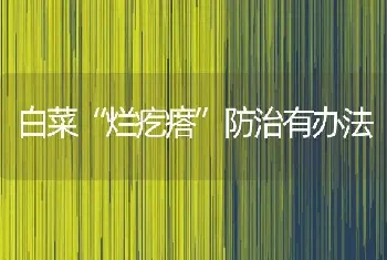 白菜“烂疙瘩”防治有办法