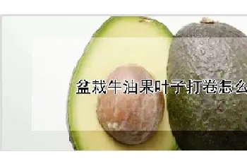 盆栽牛油果叶子打卷怎么办