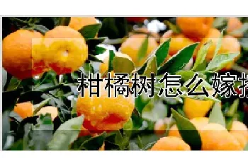 柑橘树怎么嫁接